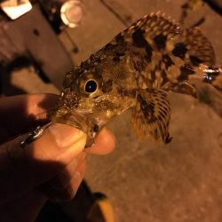 極寒のガシリングで6目釣り